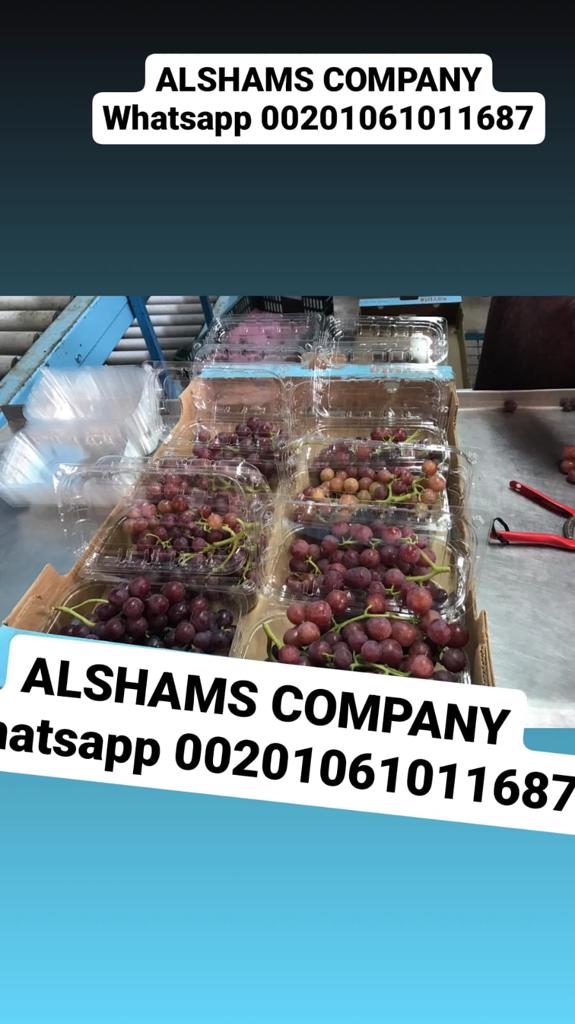 Product image - Fresh grapes from Egypt ready to be exported to your destination with high quality.
variety : 
prime& Superior ) white )
flame( red)
packing : 4 kg per plastic box 
or 
carton ( 10 plastic bags × 250 grams) = 2.5 kg
For more information contact me
Mrs.Shimaa Mady
Salesdep    Tel&Whatsapp:00201061011687
